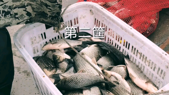 10.10号，两鱼护，称了3筐，呆呆小药，四件套。用呆呆虾魔