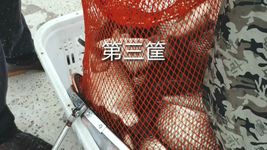 10.10号，两鱼护，称了3筐，呆呆小药，四件套。用呆呆虾魔