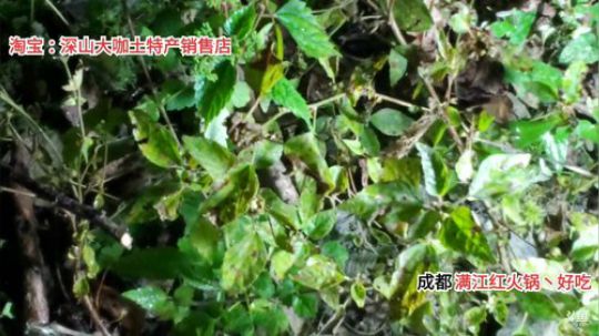 恭喜z哥喜提紫牌吃点啥(*^ω^*) 2019-10-11 19点场