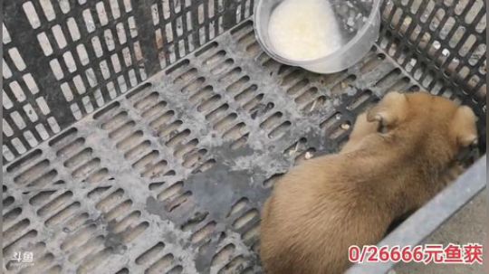 科头溜子发布了一个斗鱼视频2019-10-11