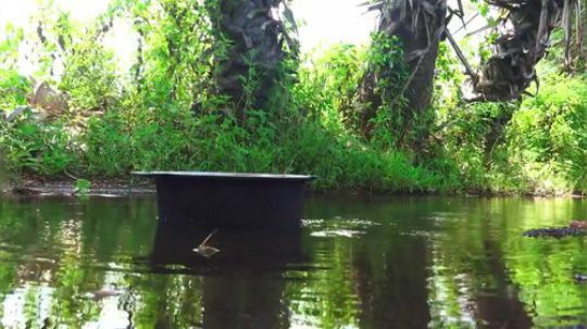 【荒野虫哥】~焦灼油焖鸡
