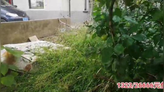 科头溜子发布了一个斗鱼视频2019-10-15