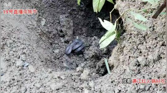 家里后山挖野生山药(≧ω≦)/ 2019-10-17 15点场