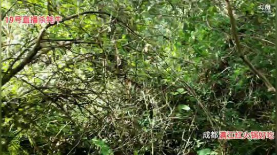 家里后山挖野生山药(≧ω≦)/ 2019-10-17 13点场