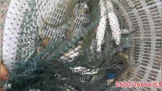 科头溜子发布了一个斗鱼视频2019-10-18