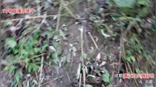 陇东第一帅男出来挖山药了 2019-10-18 16点场