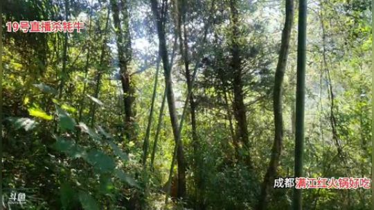 陇东第一帅男出来挖山药了 2019-10-18 14点场