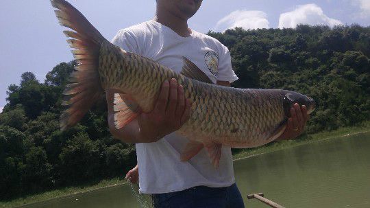 开心打野快乐美食