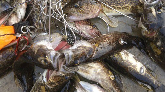 开心打野快乐美食