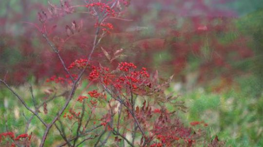2019 立山？弥陀ヶ原の紅葉と雲海と夜景(4K)