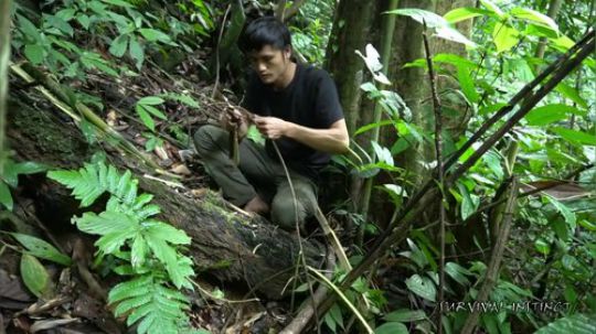 【丛林生存】12. 如何在树上设陷阱