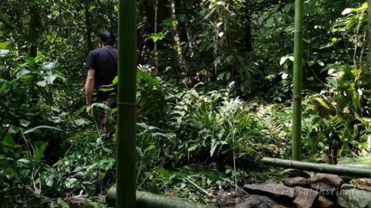 【丛林生存】22. 建造最神秘美丽的小屋