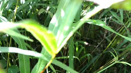 我们来自一个村发布了一个斗鱼视频2019-10-22
