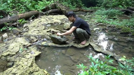 【丛林生存】11. 苔藓和木柴