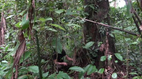 【丛林生存】20. 理想的庇护所