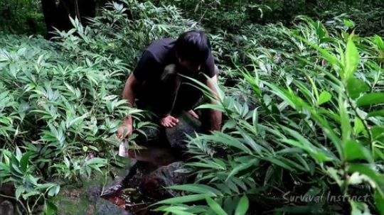 【丛林生存】27. 溪流中的食物