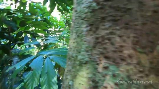 【丛林生存】41. 树梢食物