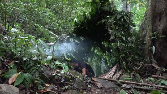 【丛林生存】36. 树上的秘密食物