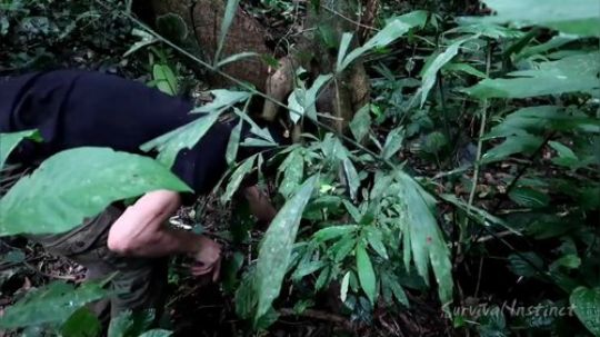 【丛林生存】31. 烤蜗牛