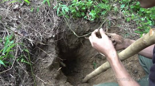 【丛林生存】34. 山药和新的开始