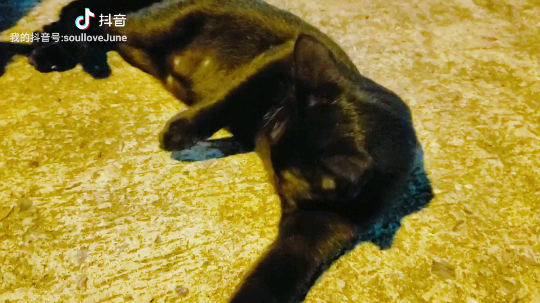 木木乱闯发布了一个斗鱼视频2019-10-24