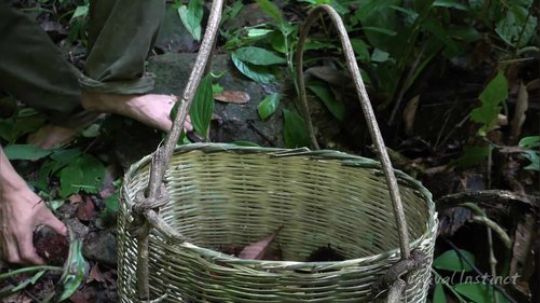 【丛林生存】54. 栗子和蜗牛