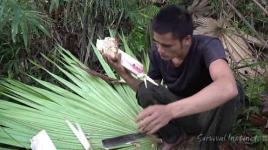 【丛林生存】47. 岩石上的烤棕榈蠕虫