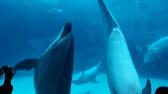 名古屋水族館