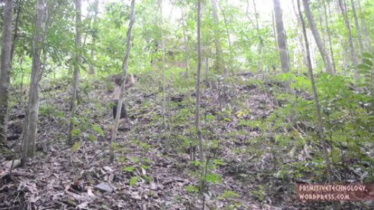 【原始技术合集】澳洲小哥徒手建造   20、瓦顶工棚