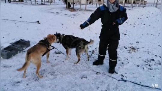 北极直播·朗伊尔的雪橇犬 2019-10-27 16点场