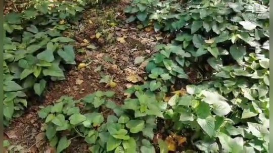 科头溜子发布了一个斗鱼视频2019-10-28