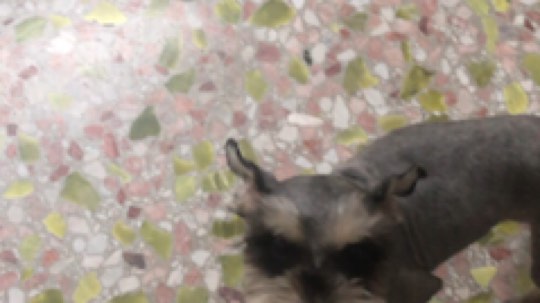 普通话很包准的龟发布了一个斗鱼视频2019-10-28