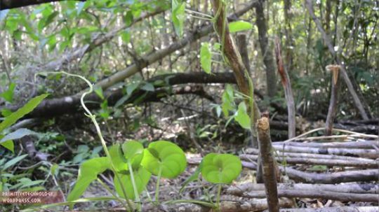 【原始技术合集】澳洲小哥徒手建造  38、栽培大薯