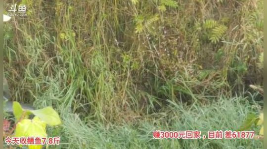 我在斗鱼看超哥户外打野直播户外