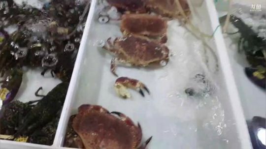 西北老狼哥哥发布了一个斗鱼视频2019-10-29