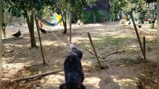 科头溜子发布了一个斗鱼视频2019-10-29