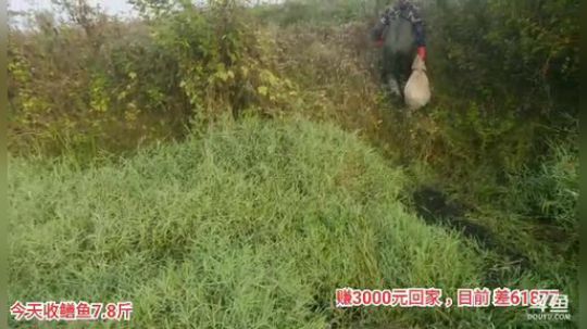我在斗鱼看超哥户外打野直播户外