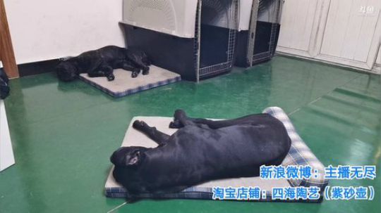 我在斗鱼看无尽无尽的无尽直播美食