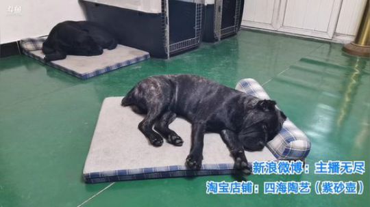 我在斗鱼看无尽无尽的无尽直播美食