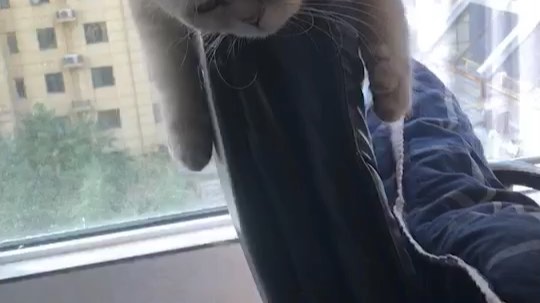 胖胖的黑叔叔发布了一个斗鱼视频2019-10-29