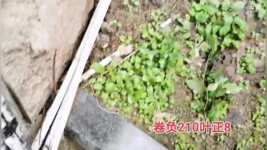 睿智兄弟城市生存 2019-11-01 12点场