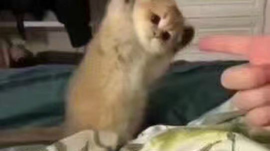 王者荣耀