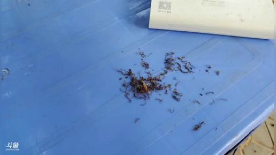 睿智兄弟闯《越南》第一天 2019-11-04 15点场