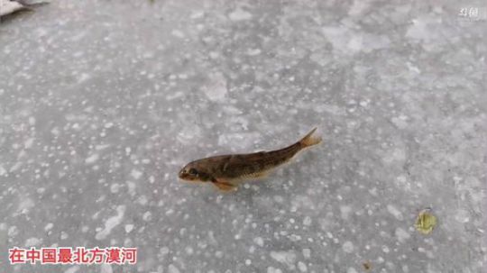 科头溜子发布了一个斗鱼视频2019-11-04