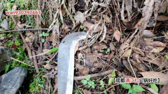 大咖野外48小时开播(≧ω≦)/ 2019-11-06 11点场