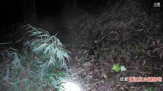 大咖野外48小时开播(≧ω≦)/ 2019-11-06 20点场