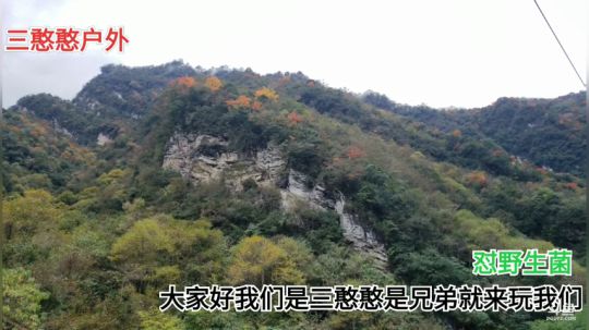 三憨憨之东拉山大峡谷摘野生菌 2019-11-05 13点场