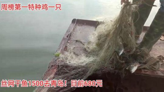 干塘就位！今天有甲鱼 2019-11-06 08点场