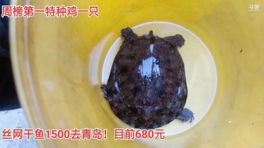 十一点抽甲鱼 2019-11-06 10点场
