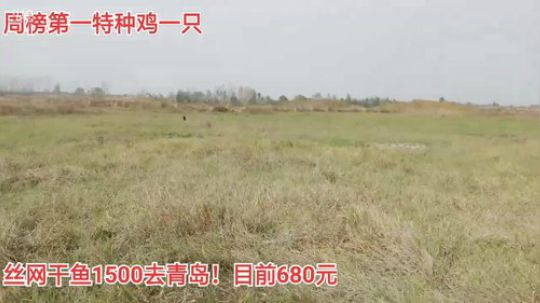 先收地笼！接着抽水干塘 2019-11-07 11点场